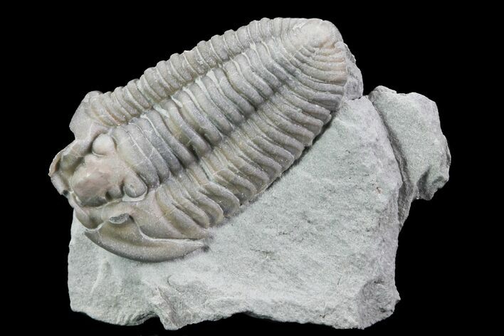 , Prone Flexicalymene Trilobite - Ohio #76371